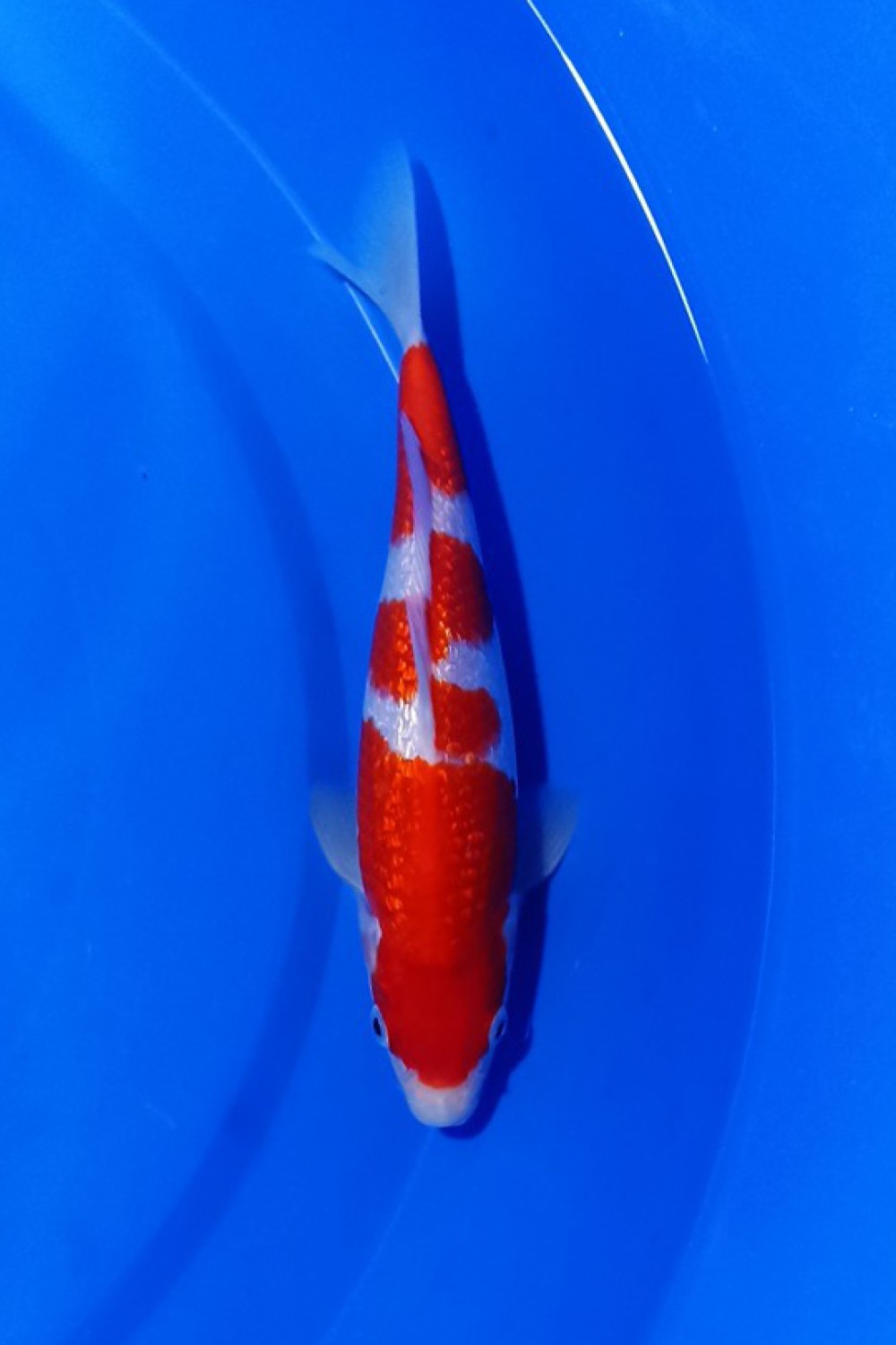 Juara 1