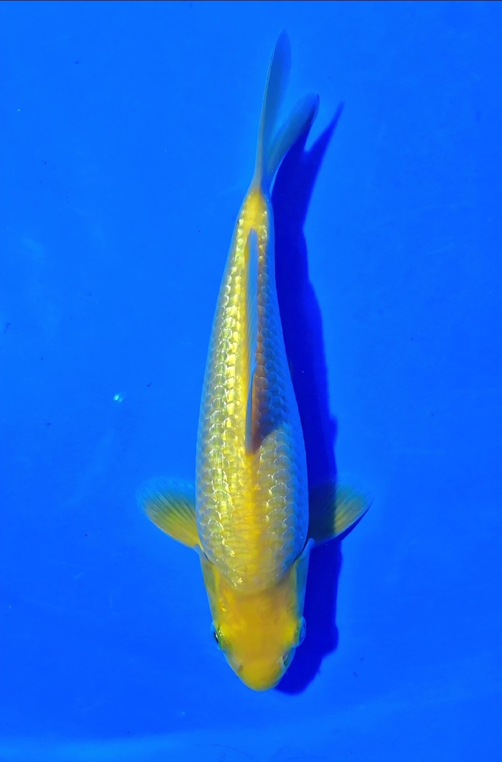 Juara 4