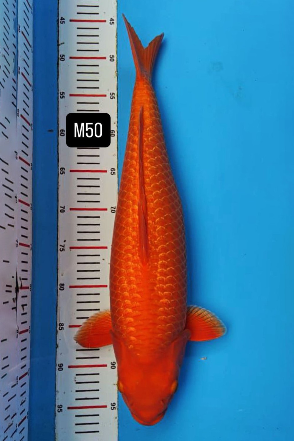 Juara 1