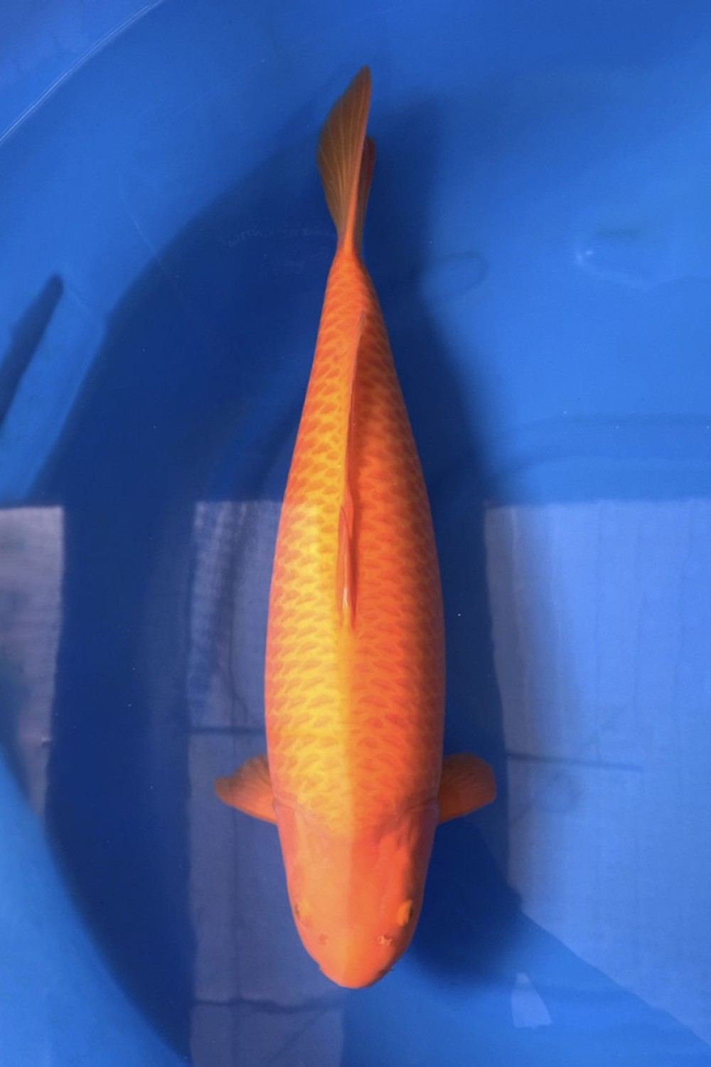 Best In Size E, 66 - 70 cm