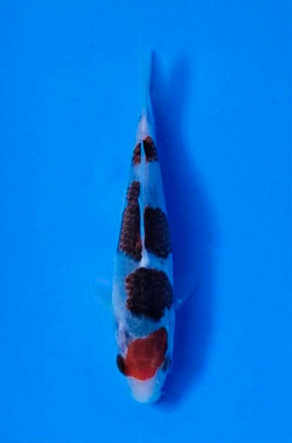 Juara 2
