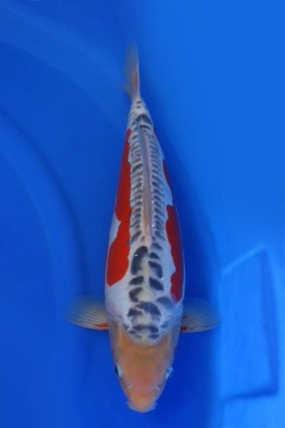 Juara 1