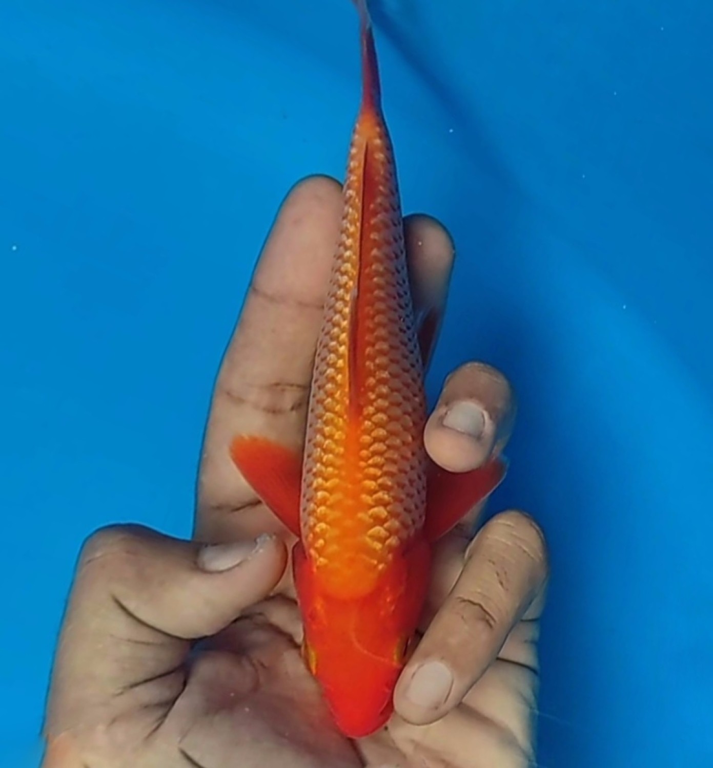 Juara 1