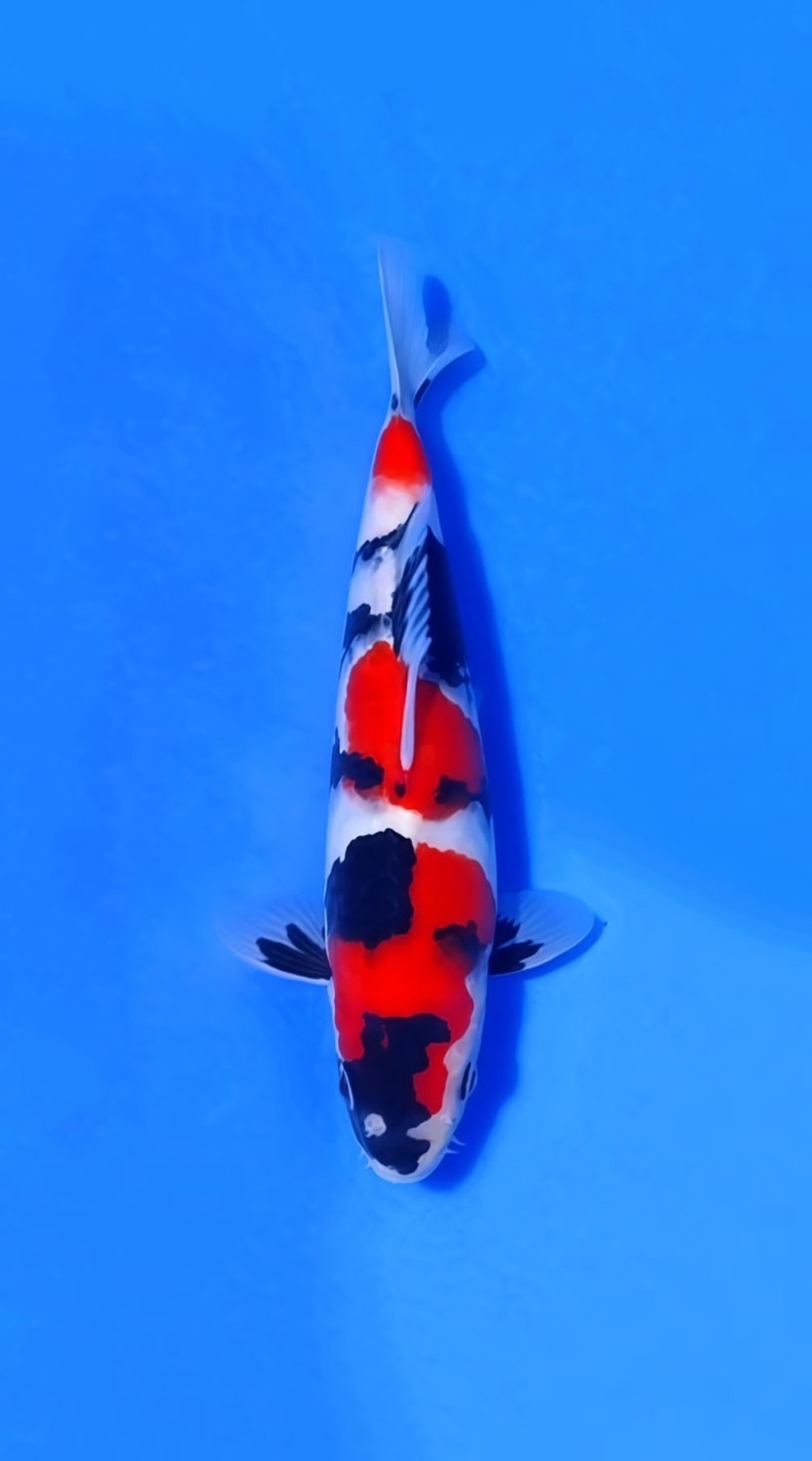 Juara 1