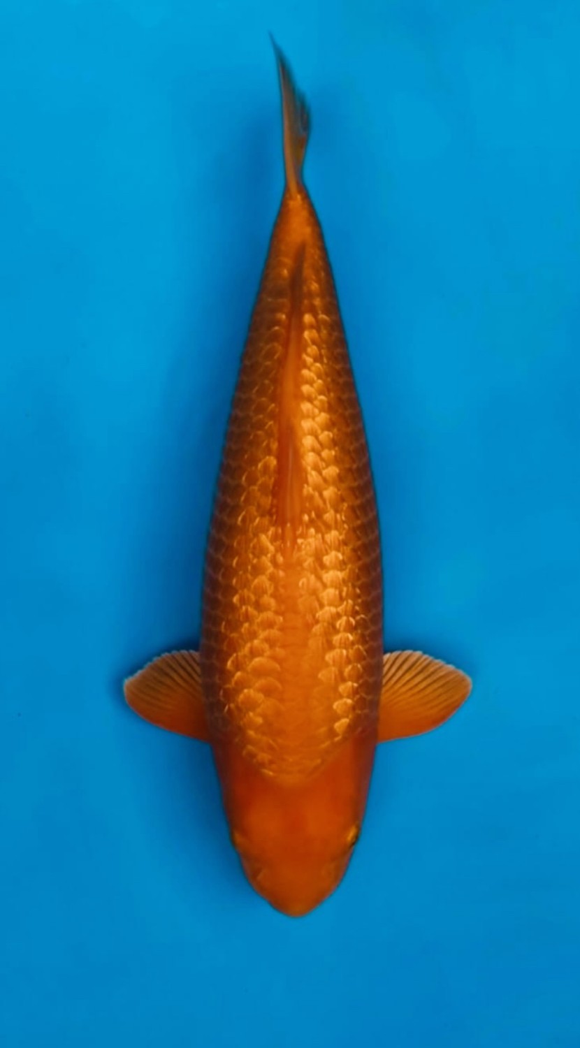 Juara 1