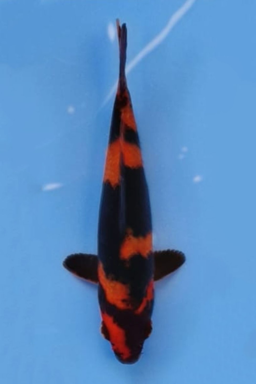 Juara 2