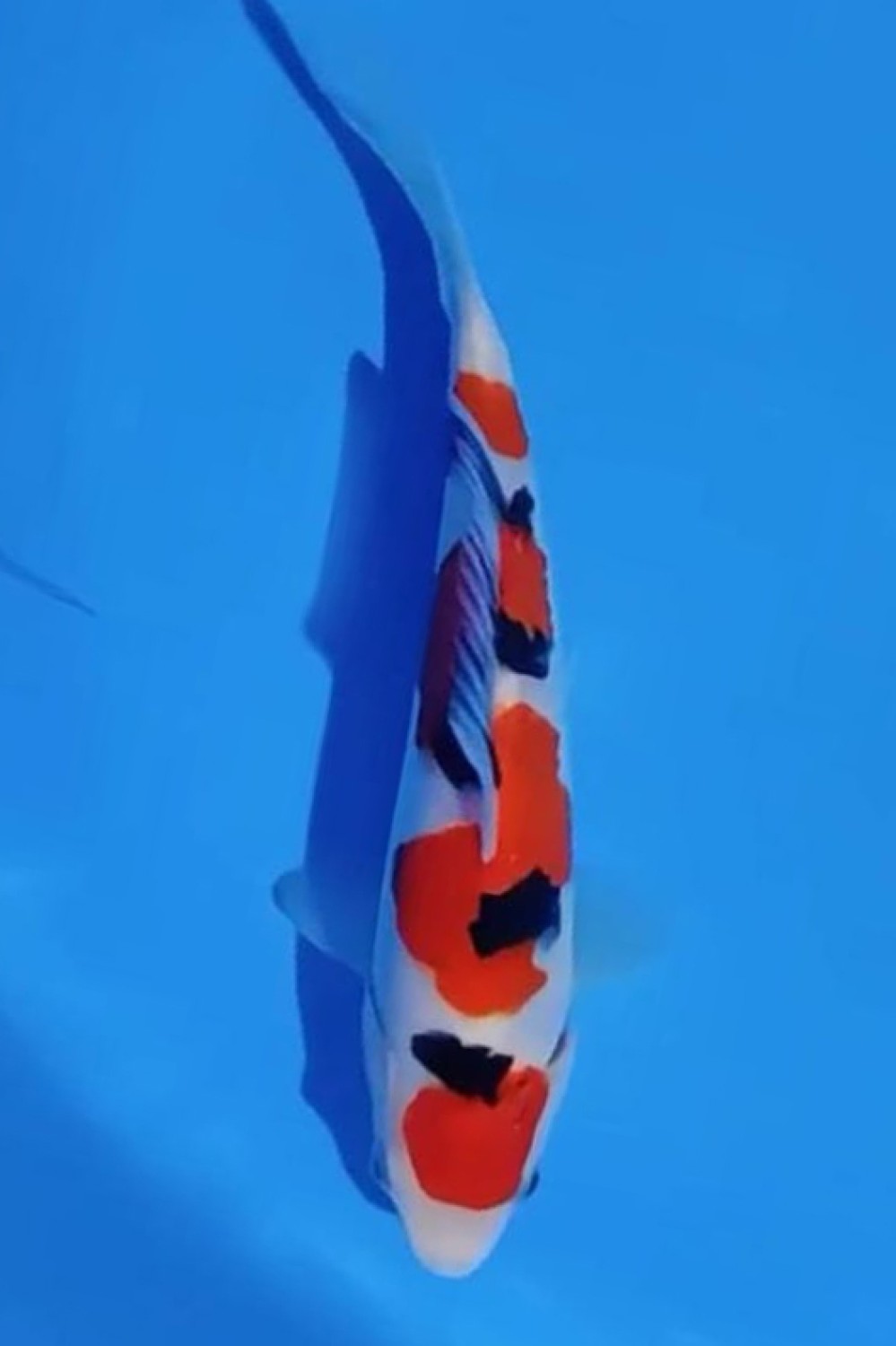 Best In Size A, 26 - 30 cm