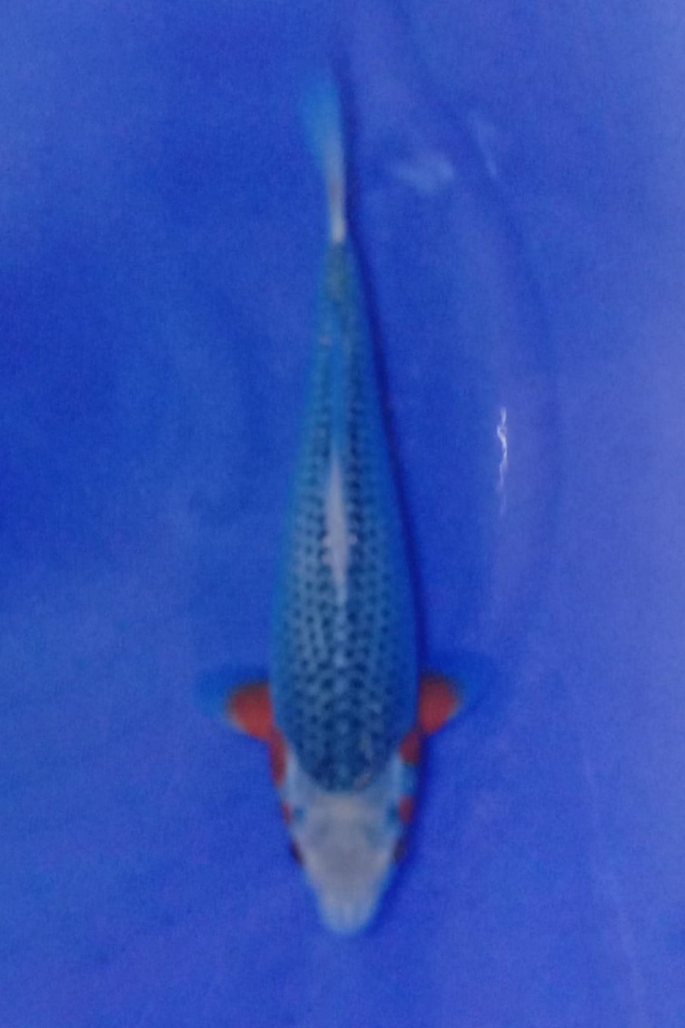 Juara 1