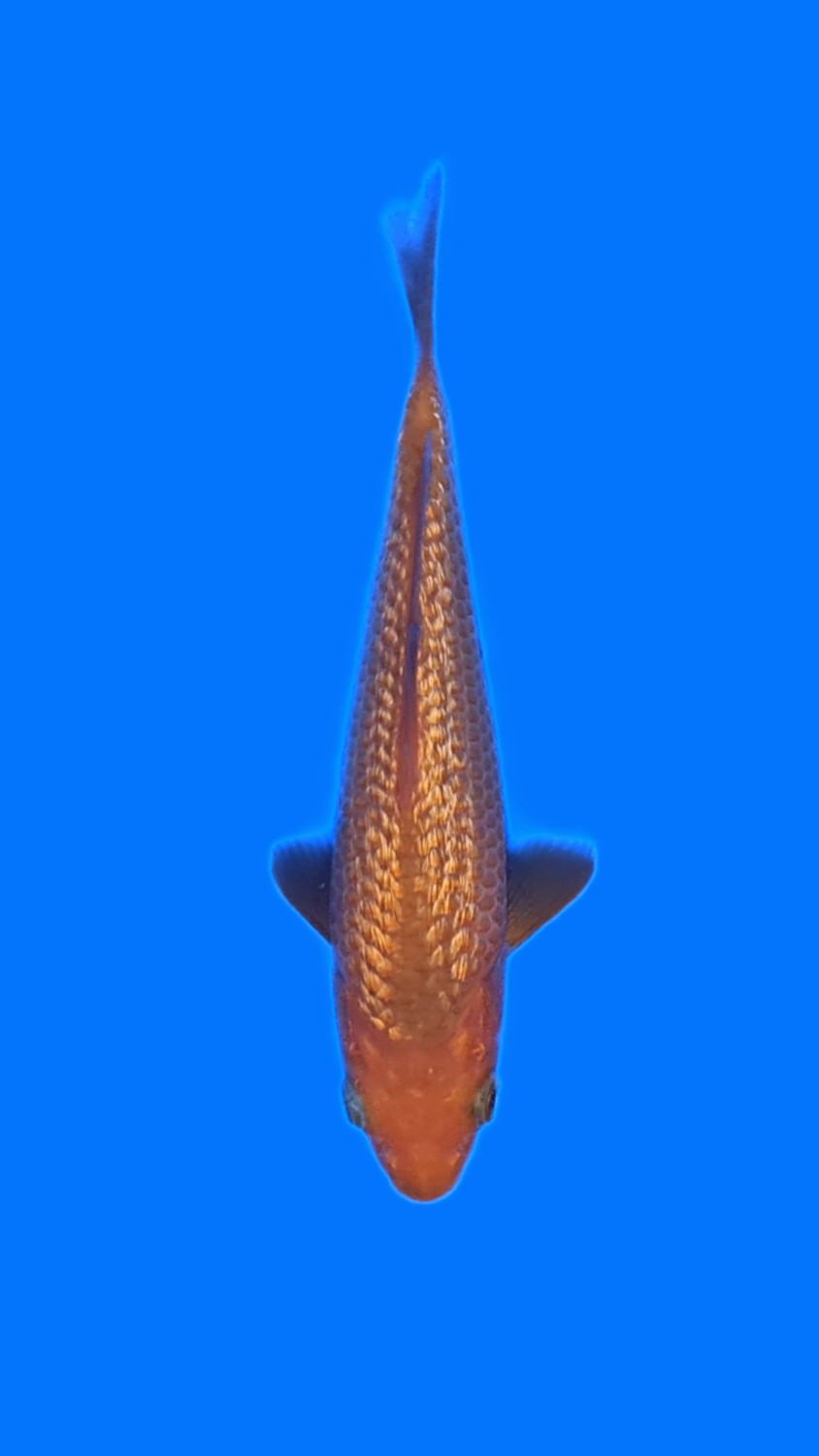 Juara 2