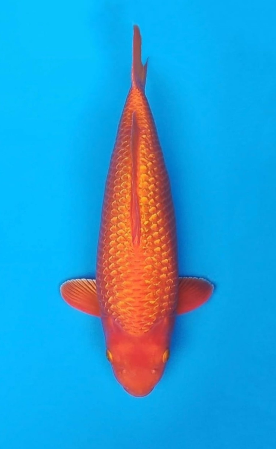 Best In Size E, 41 - 45 cm
