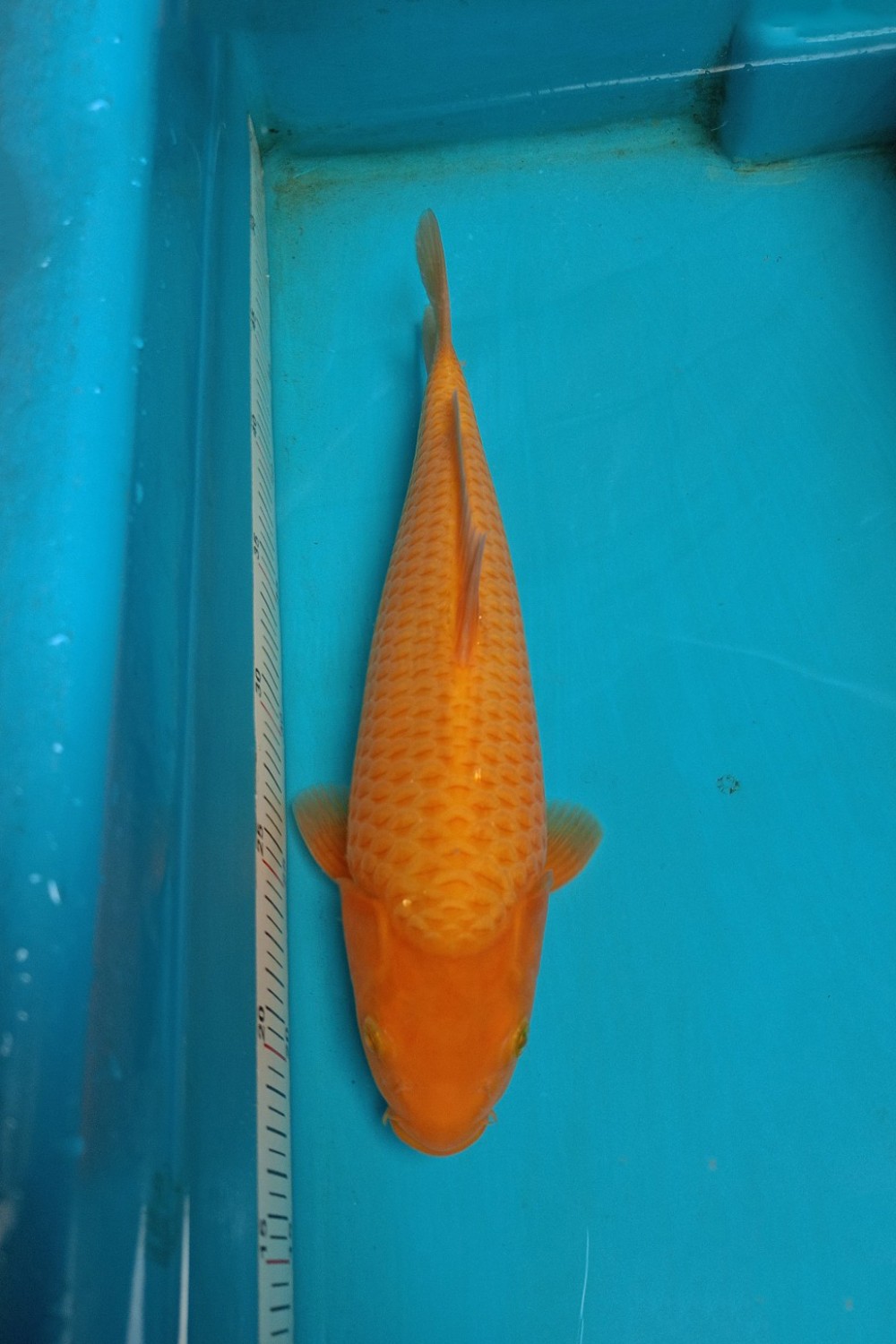 Juara 1