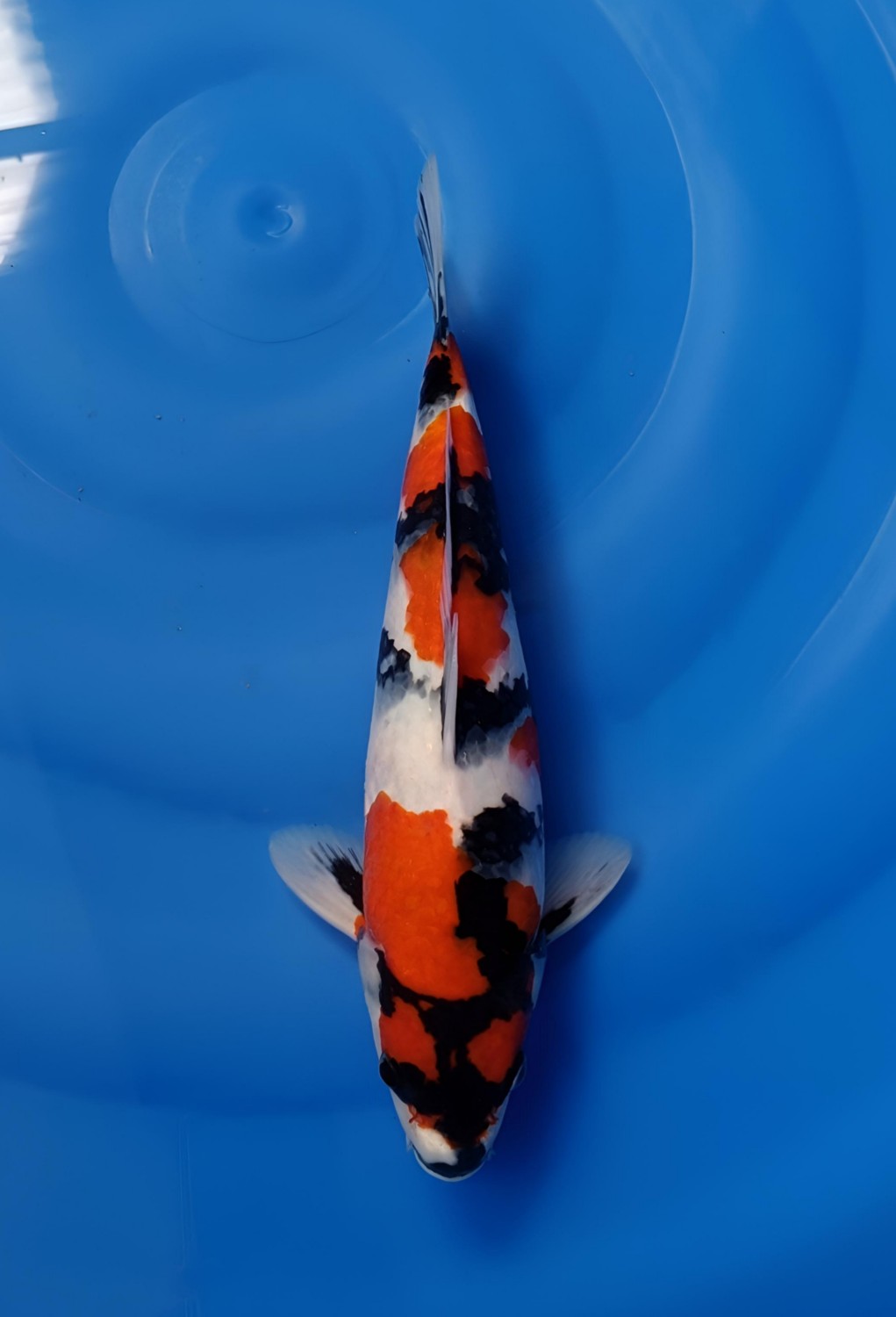 Best In Size A, 31 - 35 cm