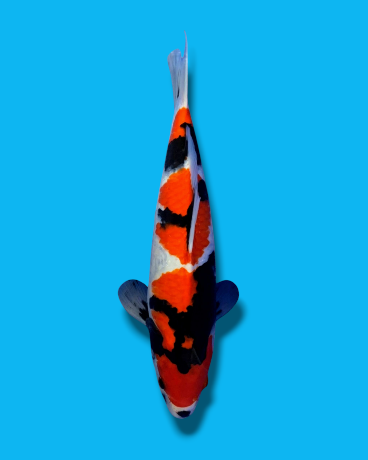 Juara 2