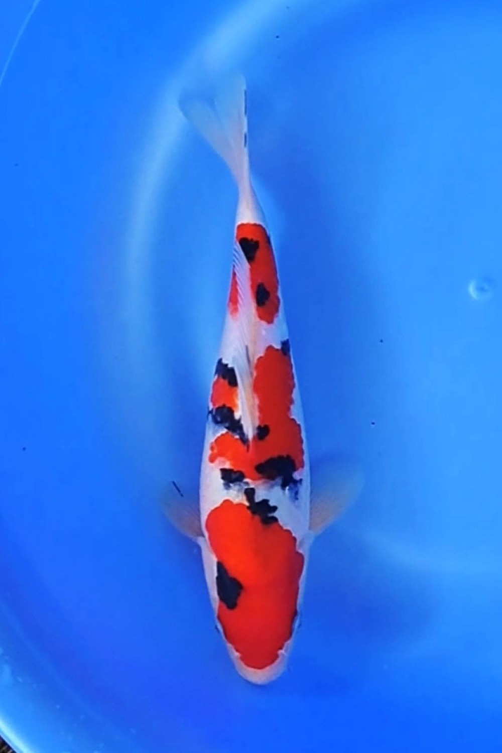 Juara 3