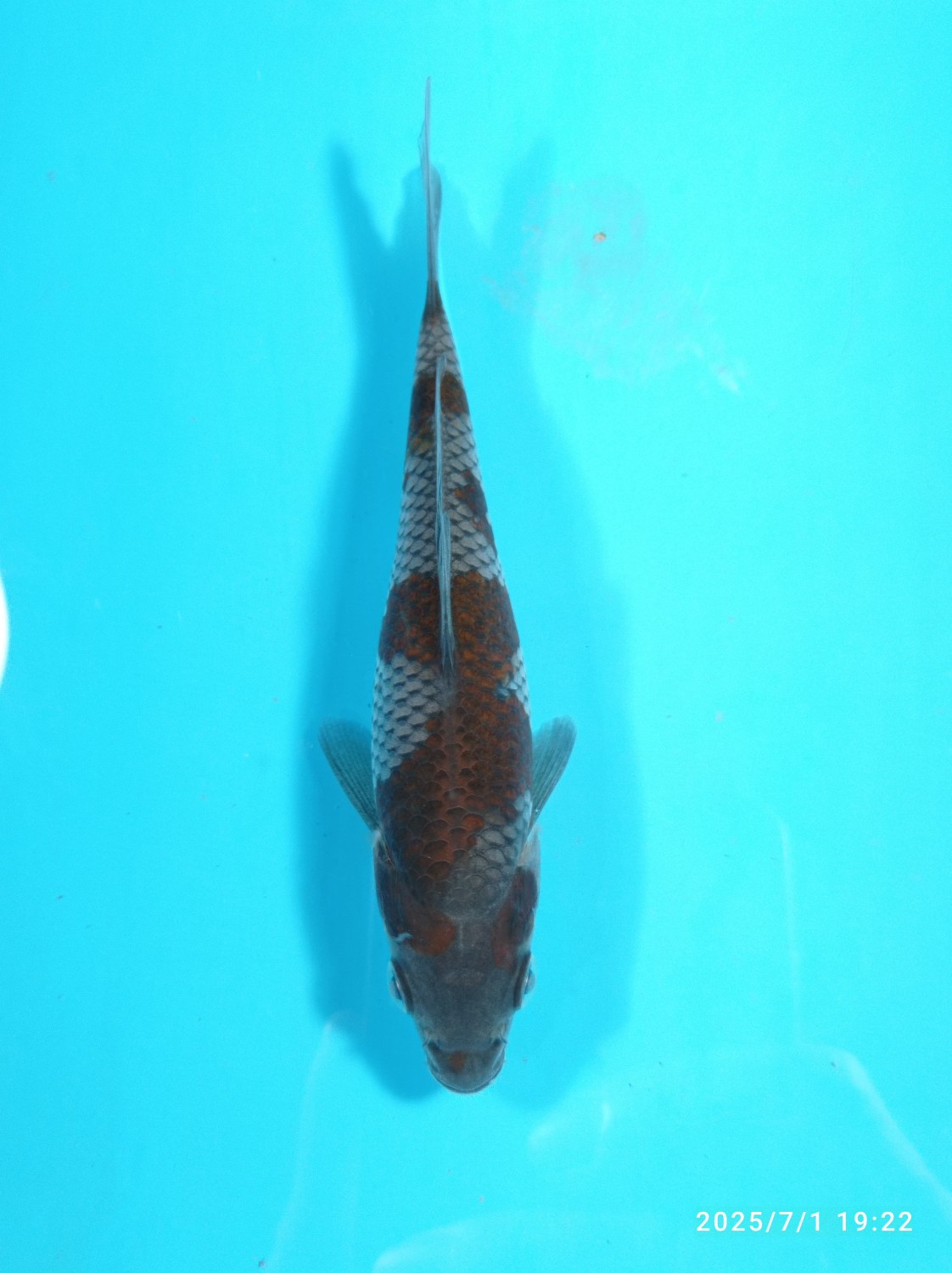 Best In Size B, 13 - 15 cm