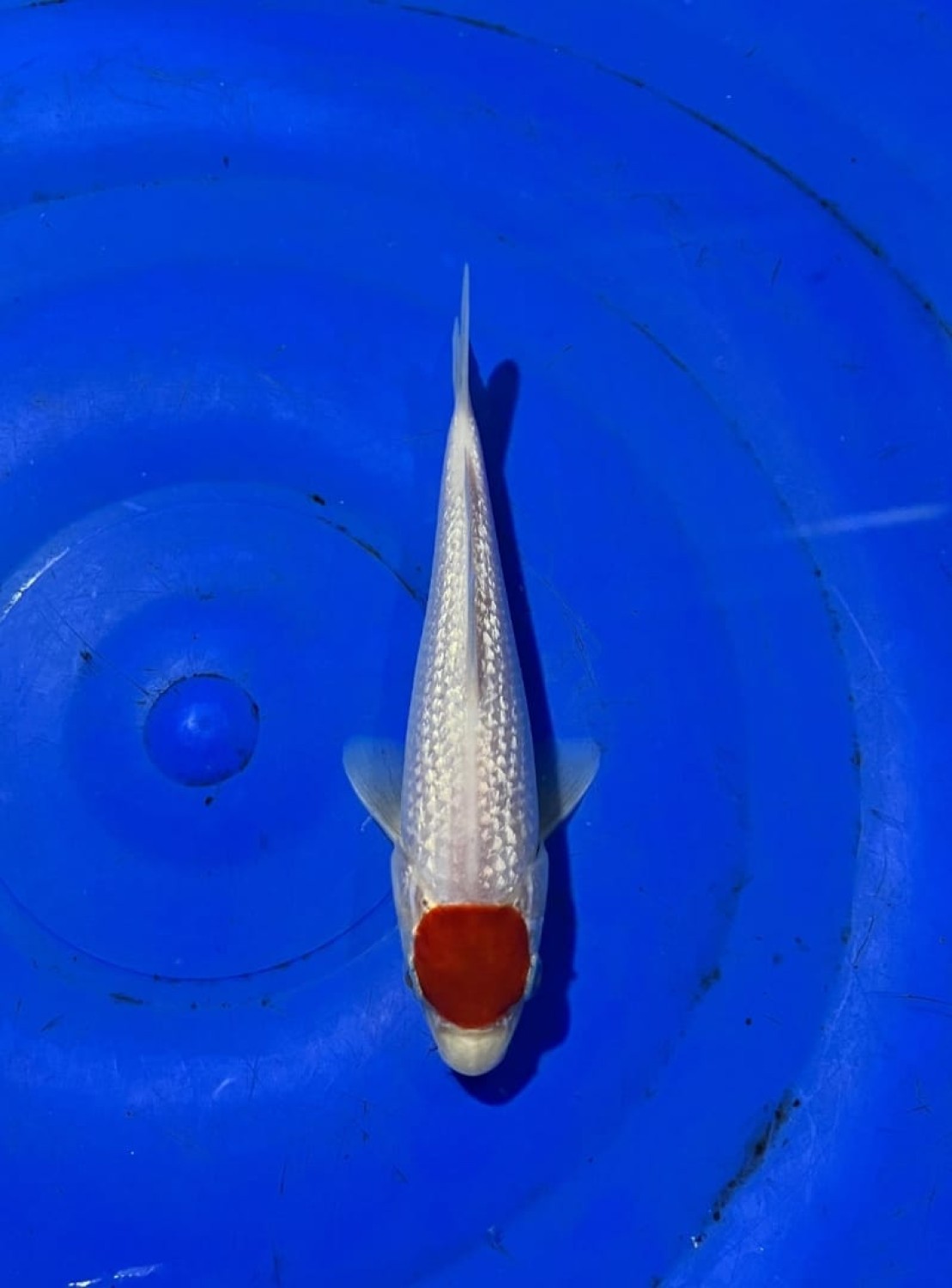 Best In Size C, 13 - 15 cm