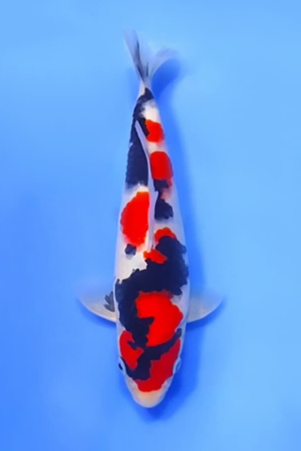 Best In Size A, 21 - 25 cm