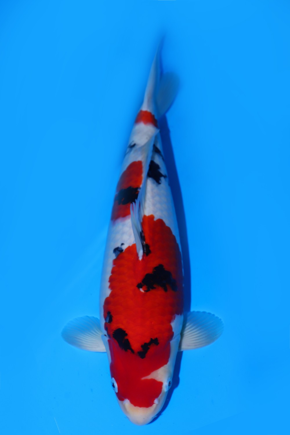 Juara 1