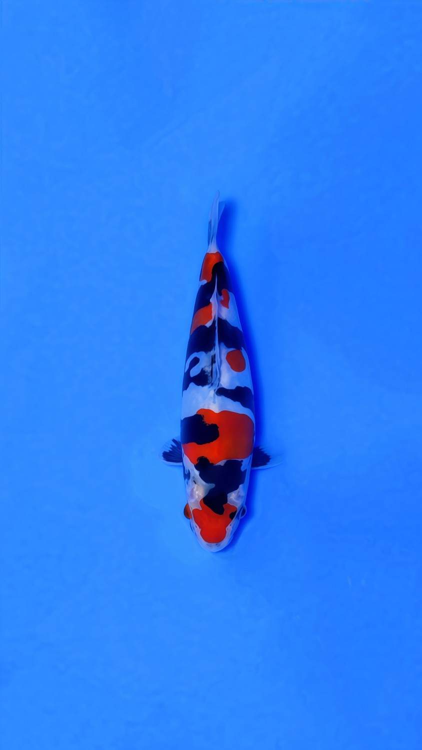 Best In Size C, 16 - 20 cm