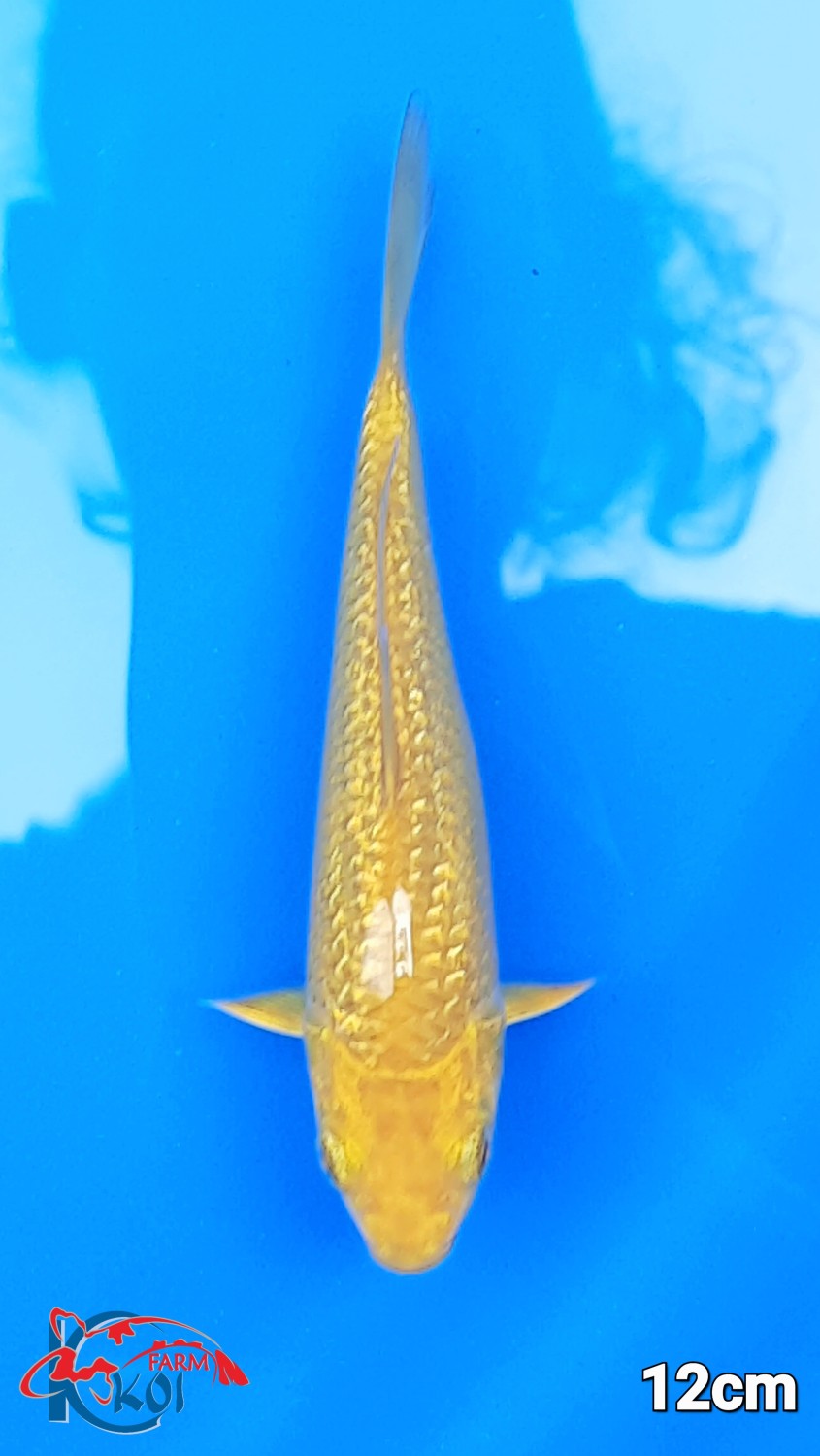 Juara 5
