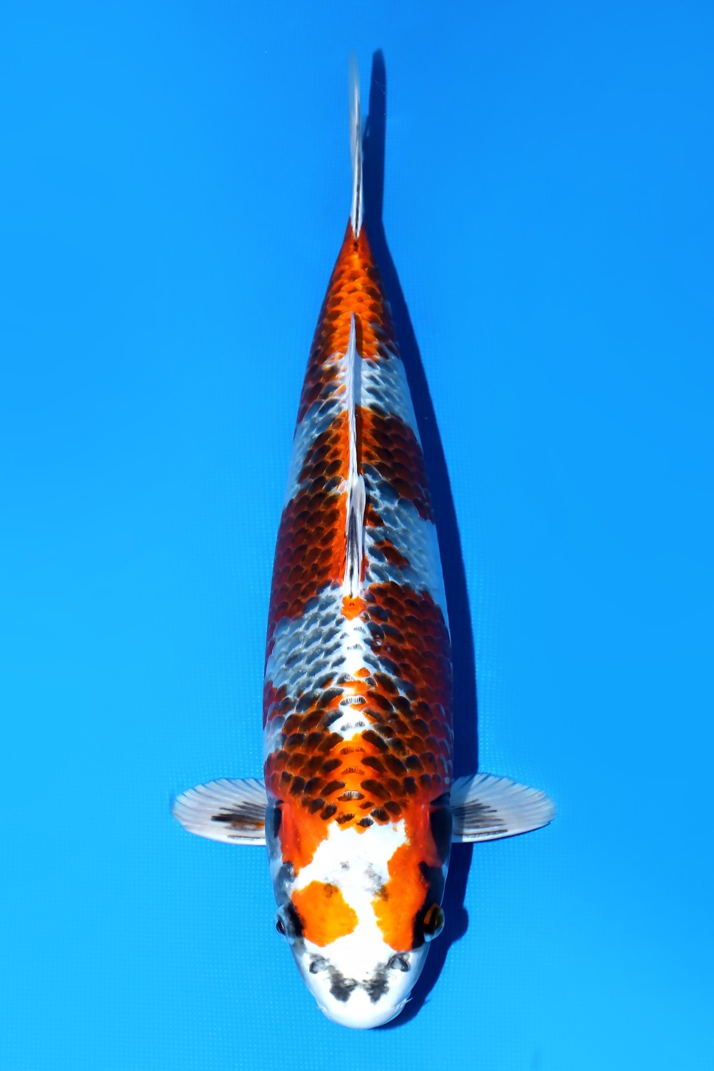 Juara 1