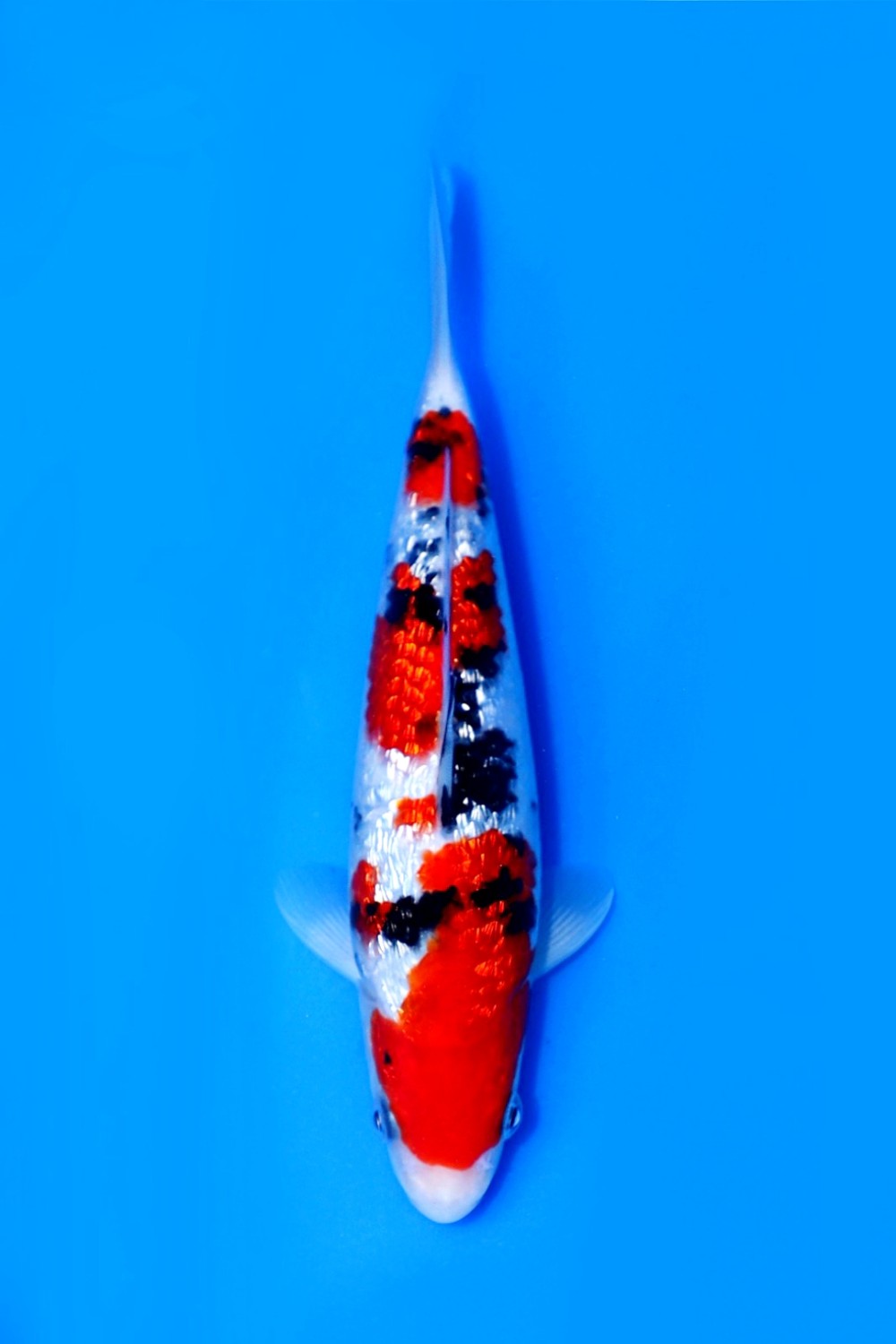 Best In Size B, 21 - 25 cm