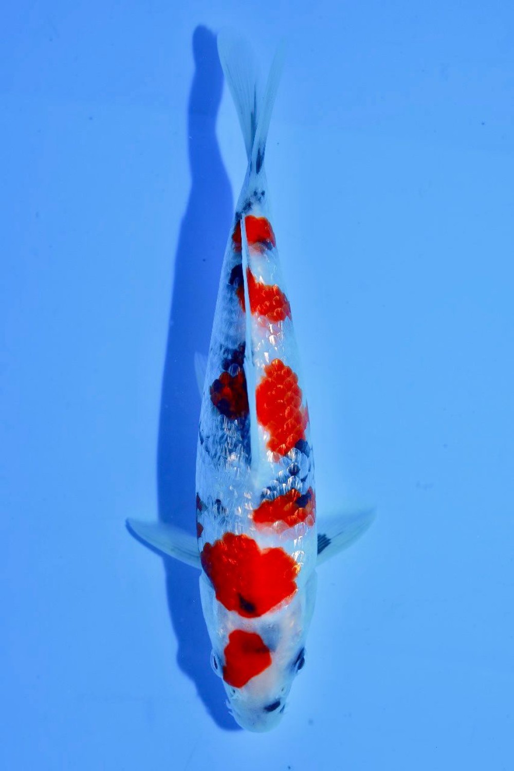 Juara 4