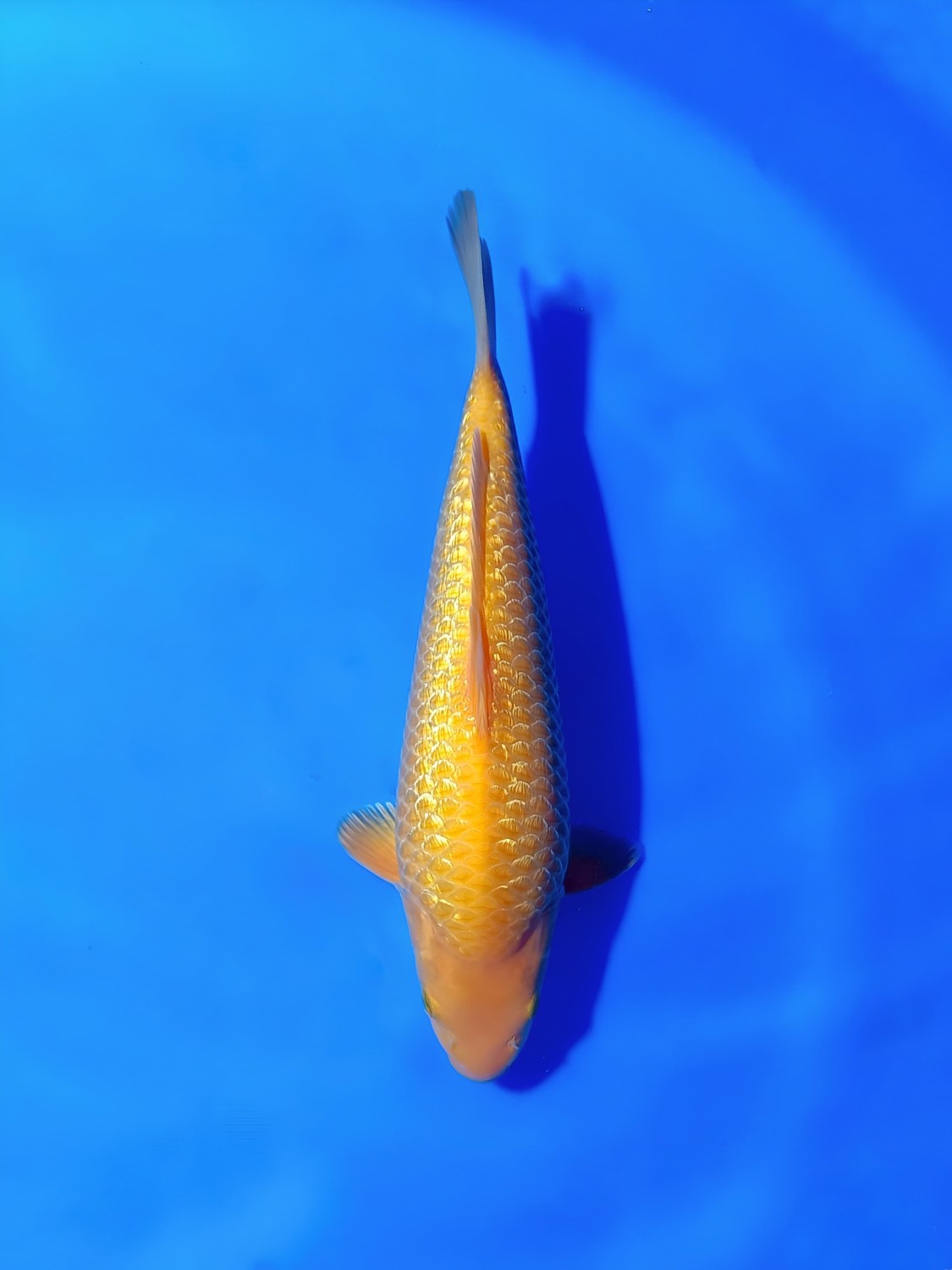 Best In Size E, 21 - 25 cm