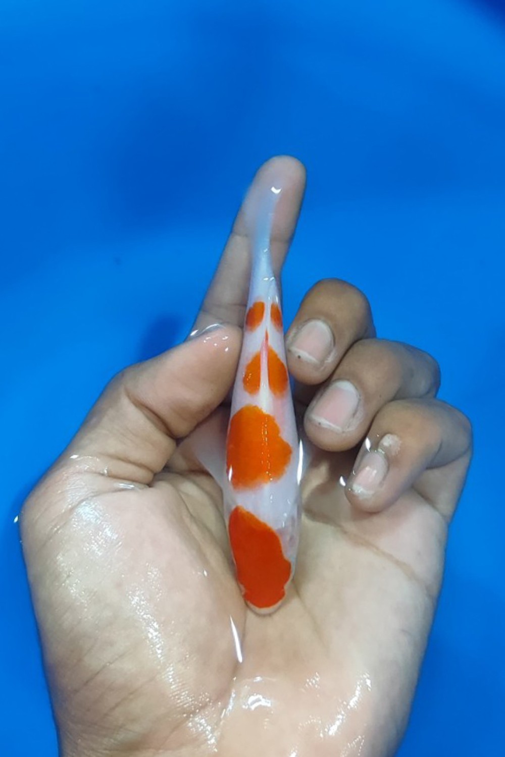 Juara 3