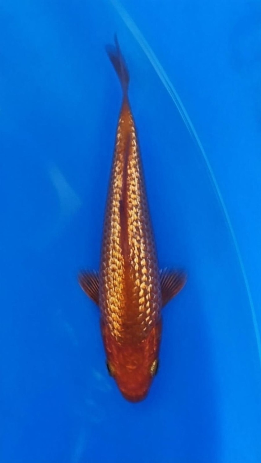 Best In Size E, Up To 12 cm