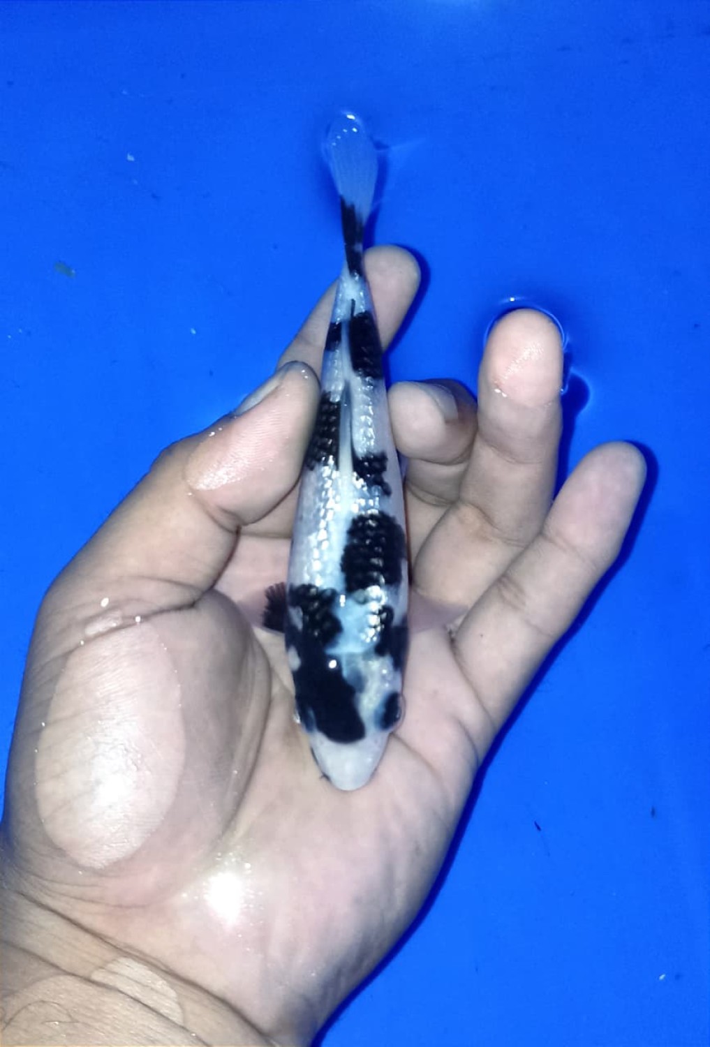 Juara 1