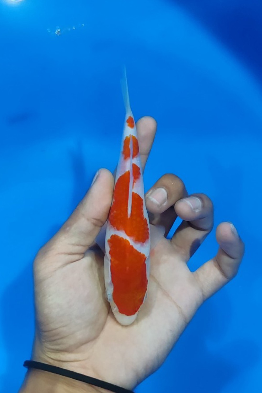 Juara 2