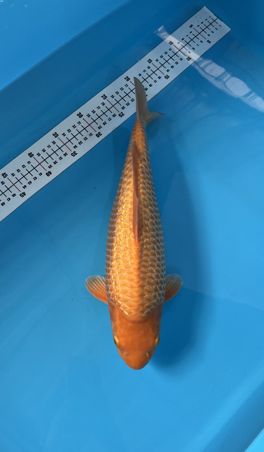 Best In Size E, 26 - 30 cm