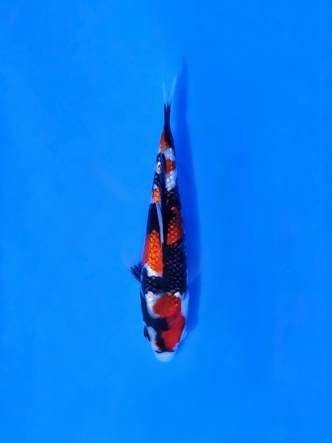 Juara 1