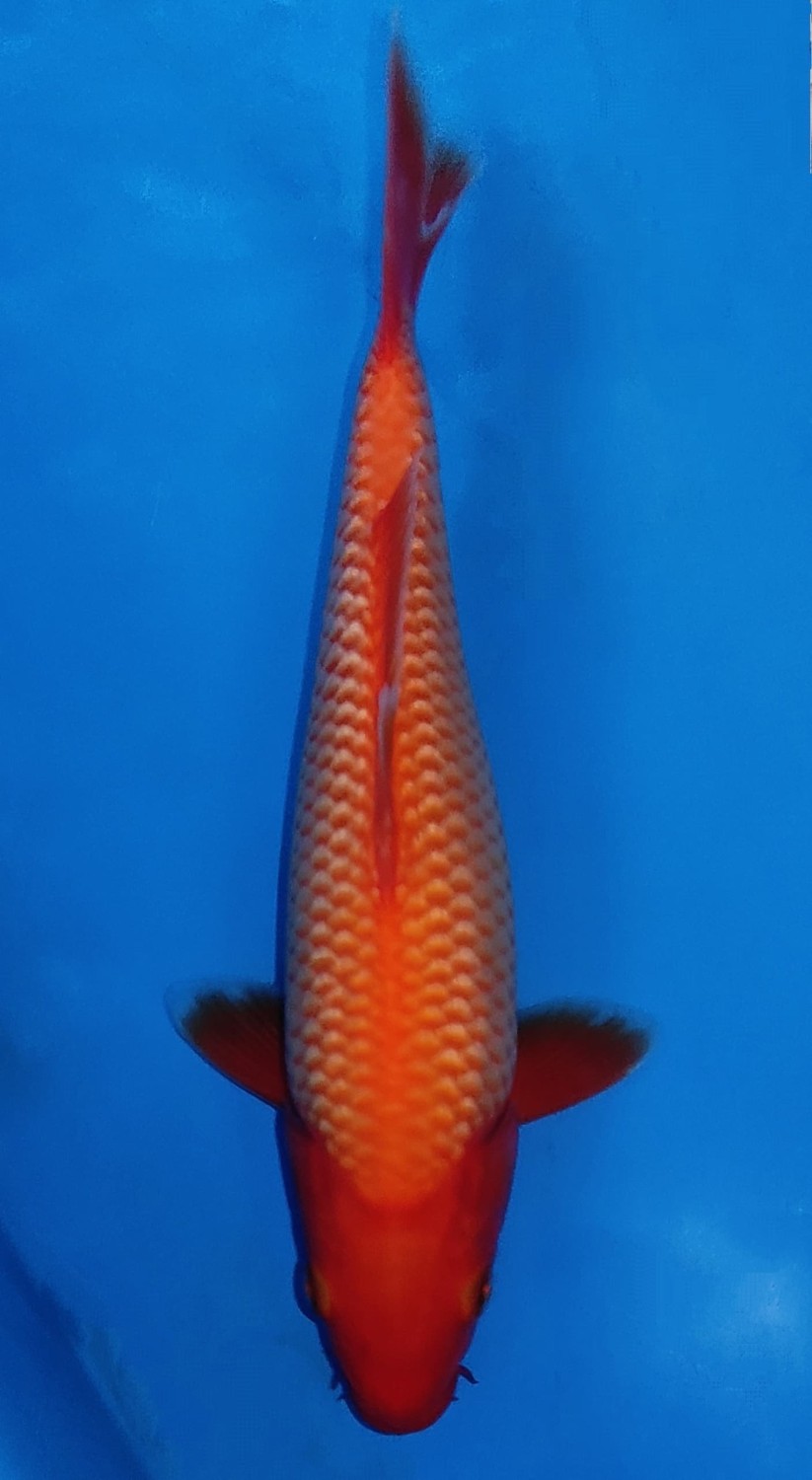 Juara 1