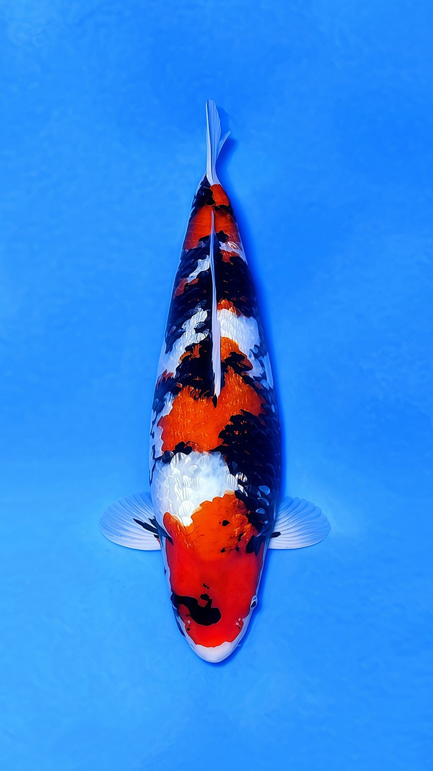 Juara 1