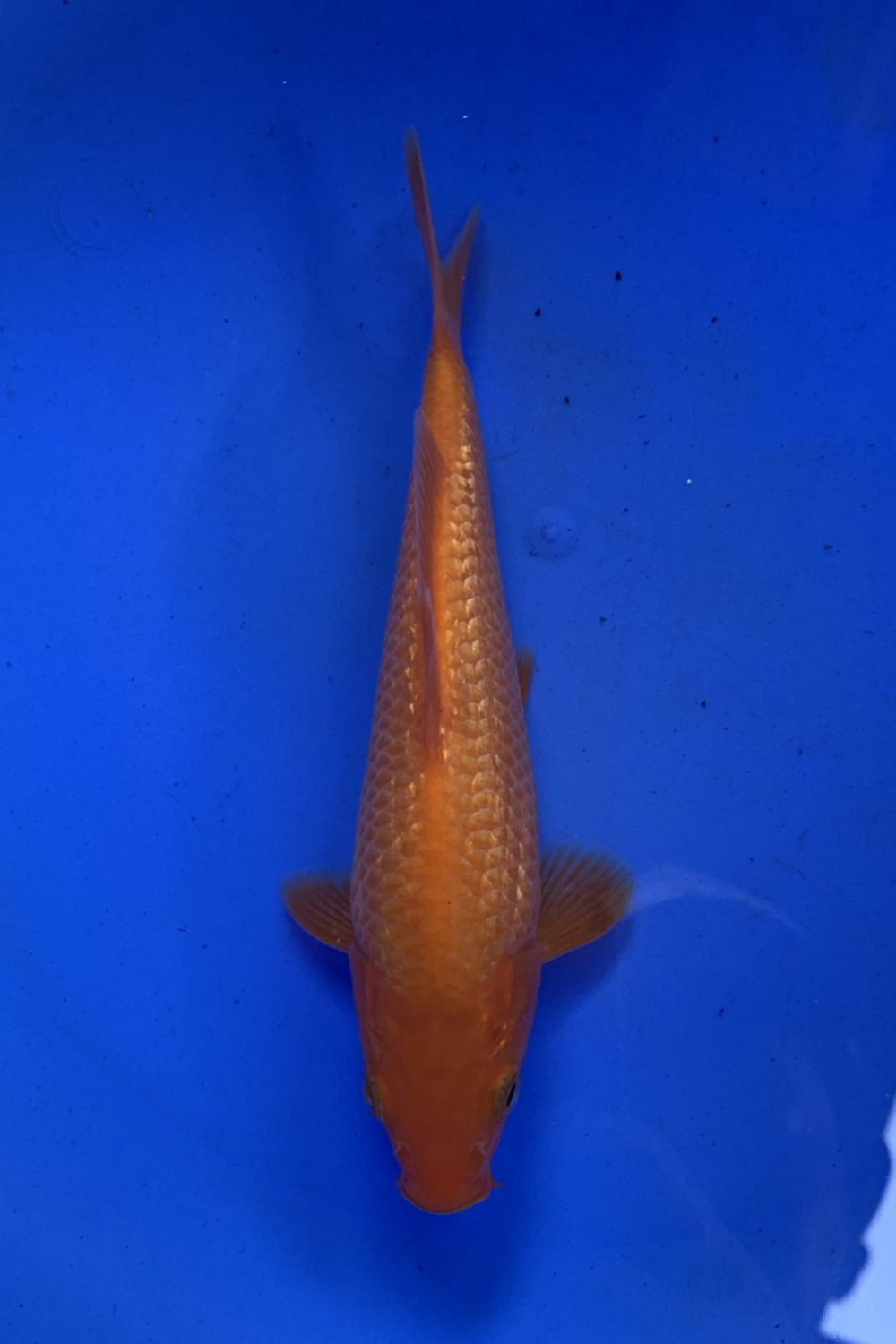 Best In Size E, 13 - 15 cm