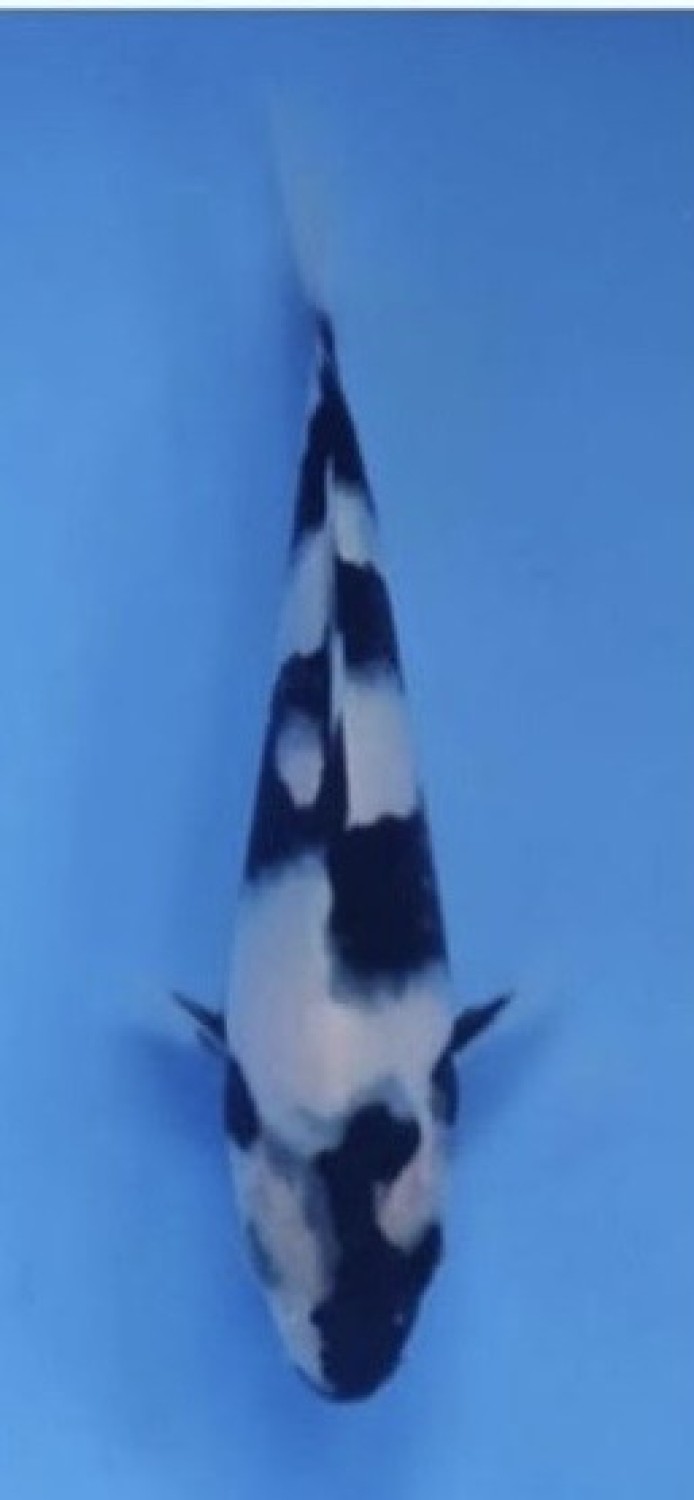 Best In Size B, 16 - 20 cm