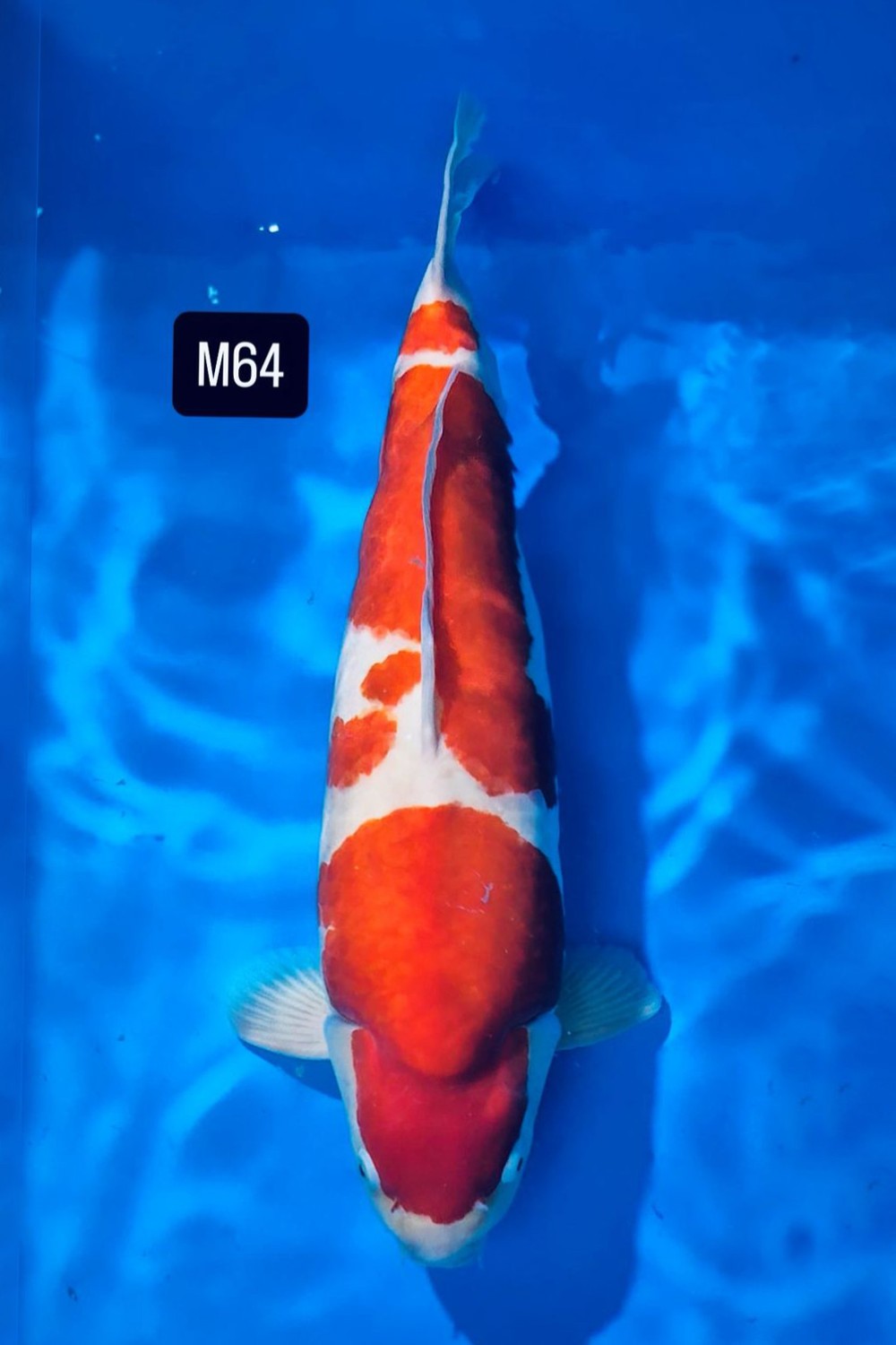 Best In Size A, 61 - 65 cm