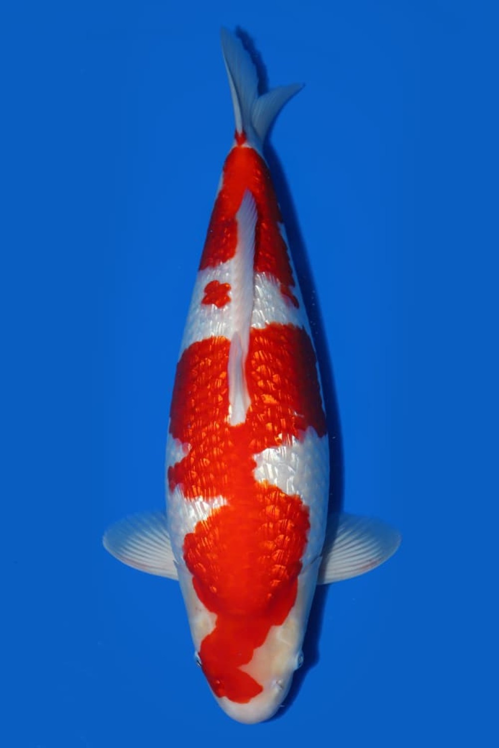 Juara 2