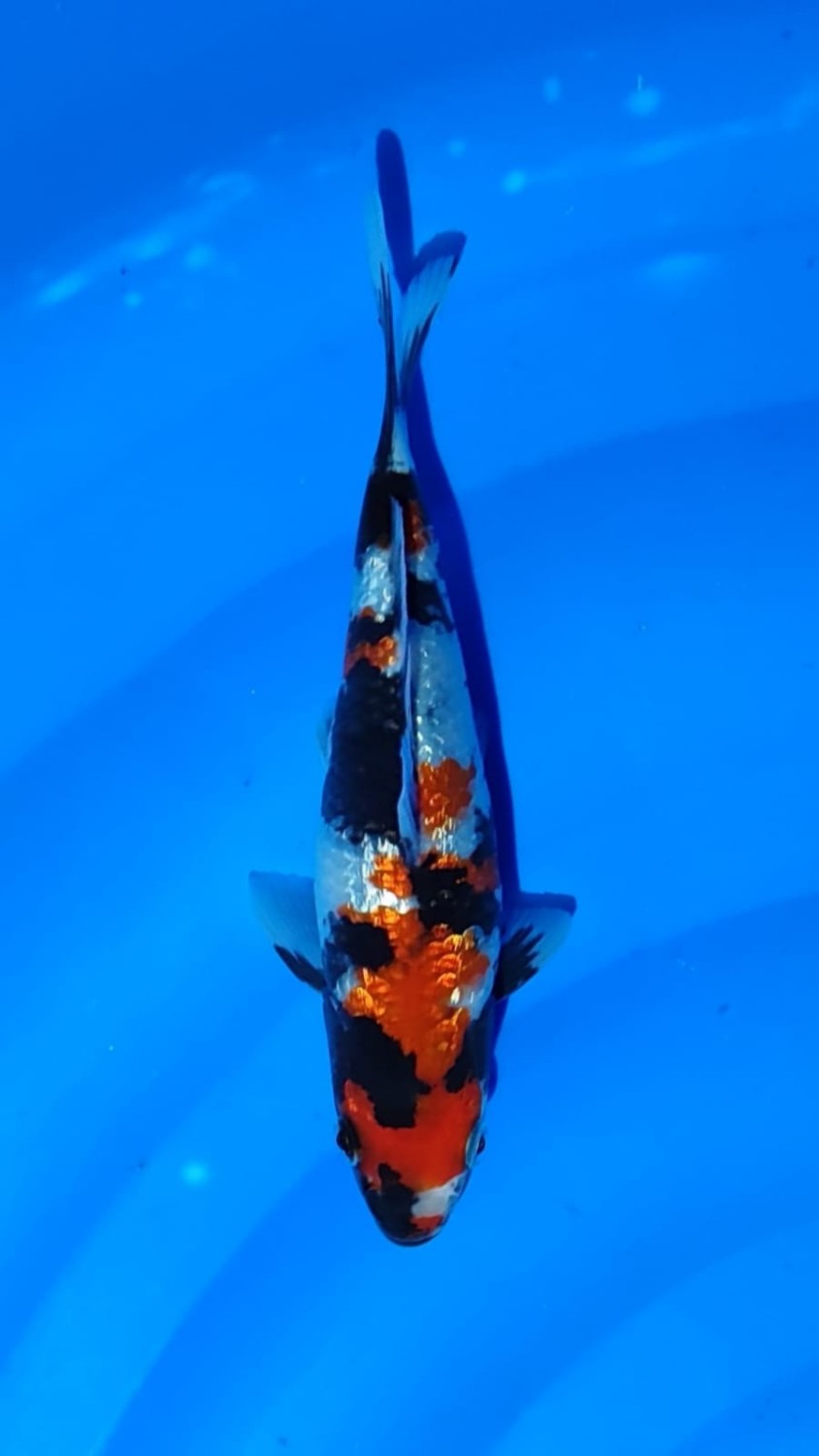 Juara 5