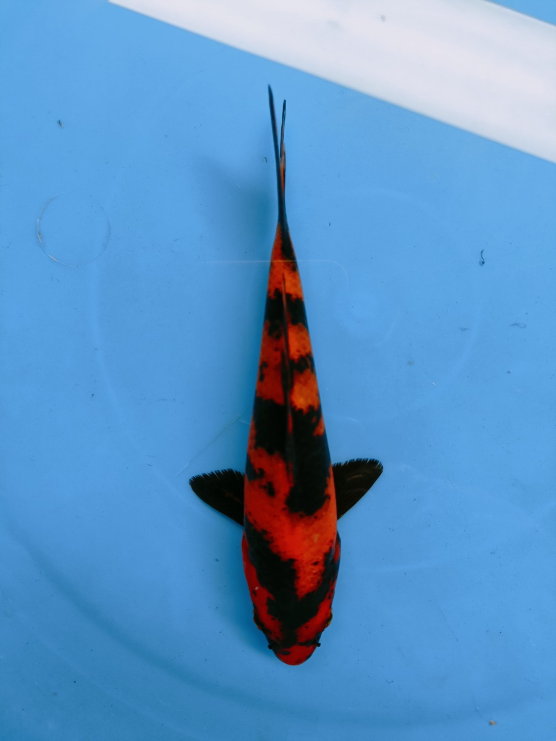 Best In Size D, 16 - 20 cm