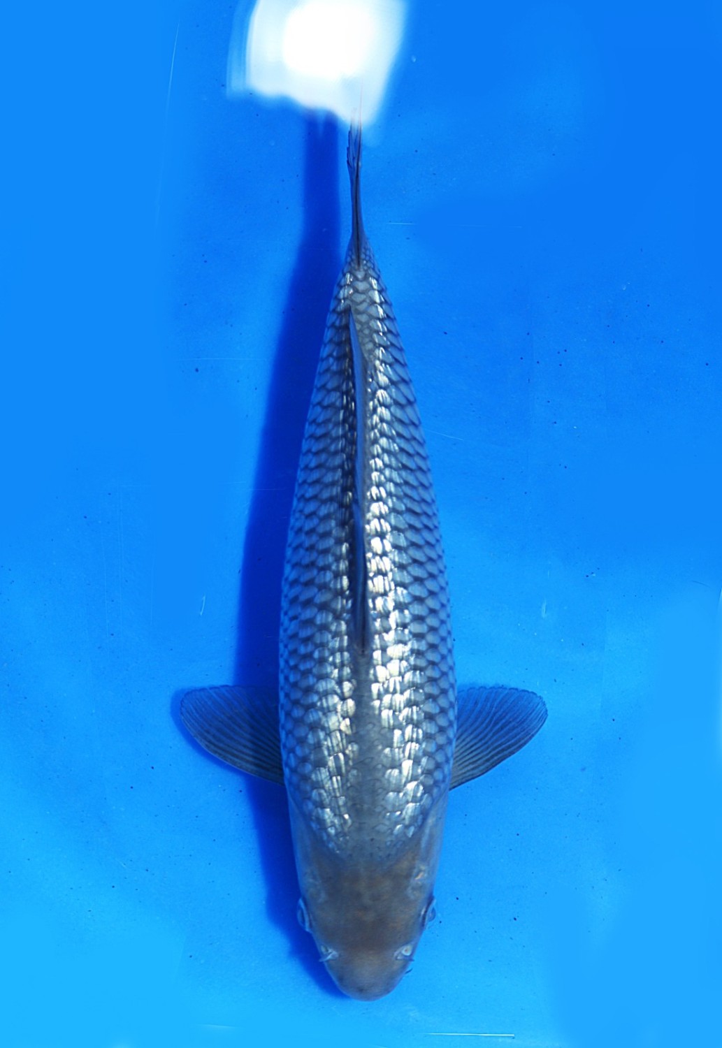 Juara 1
