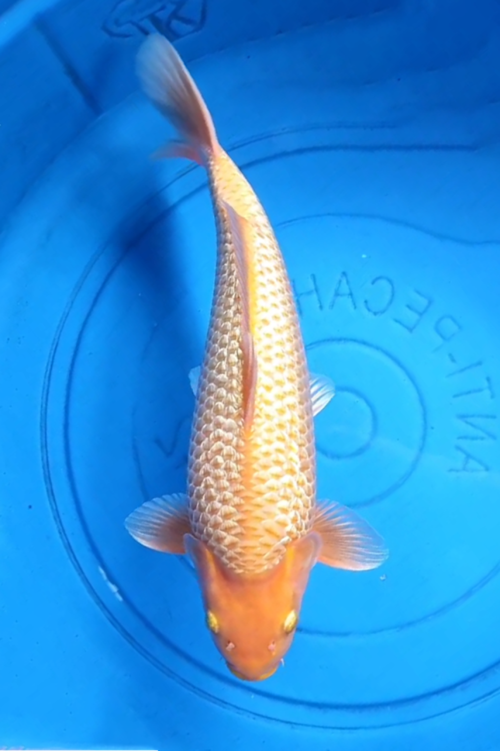 Best In Size E, 36 - 40 cm