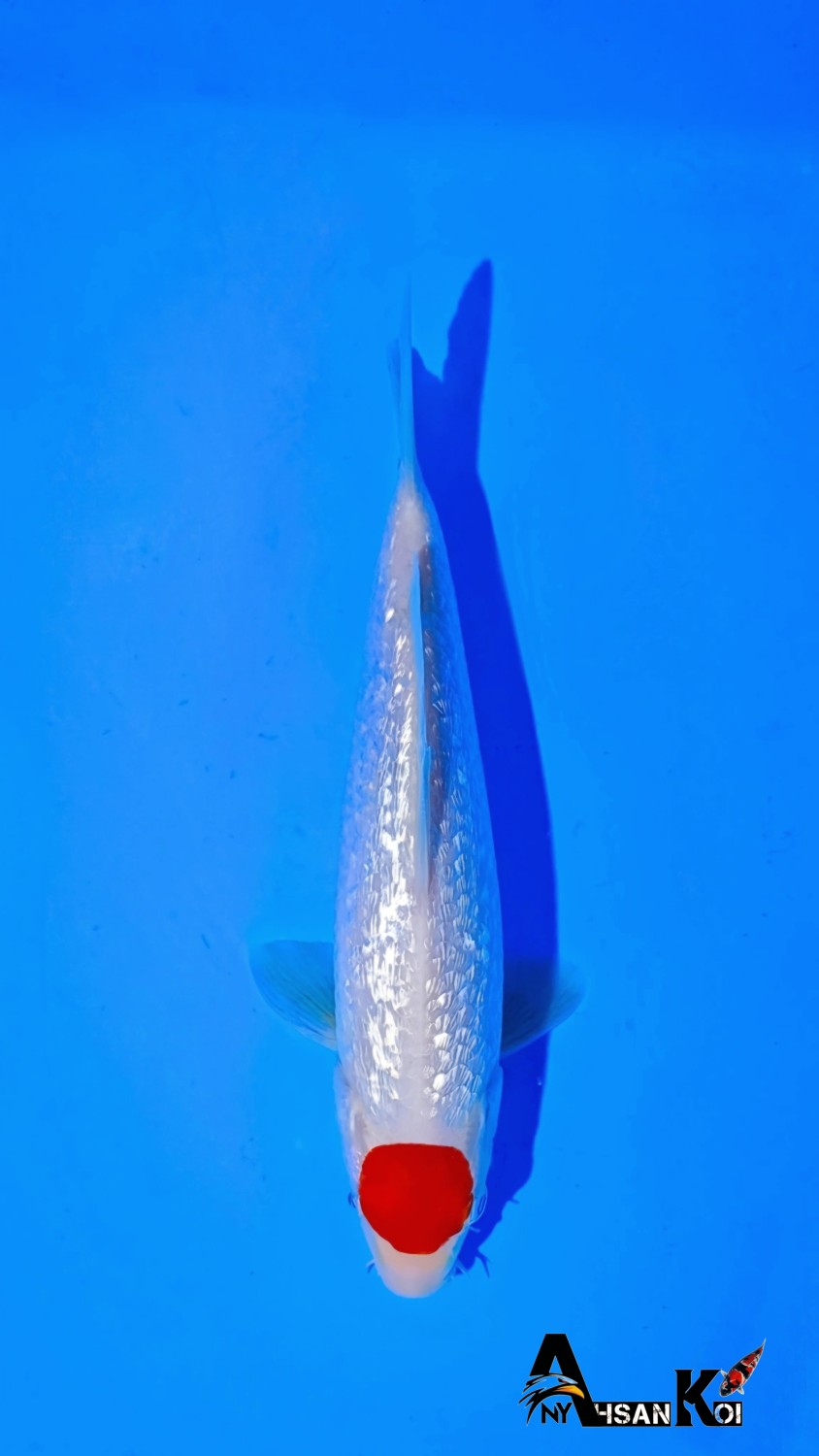 Juara 1