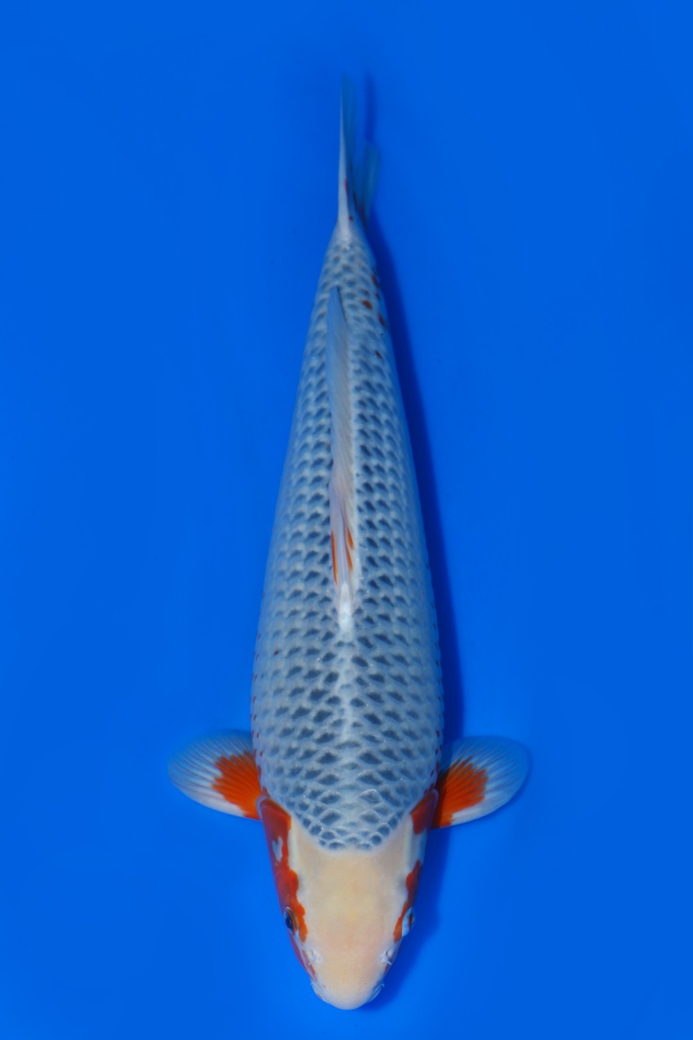 Juara 1