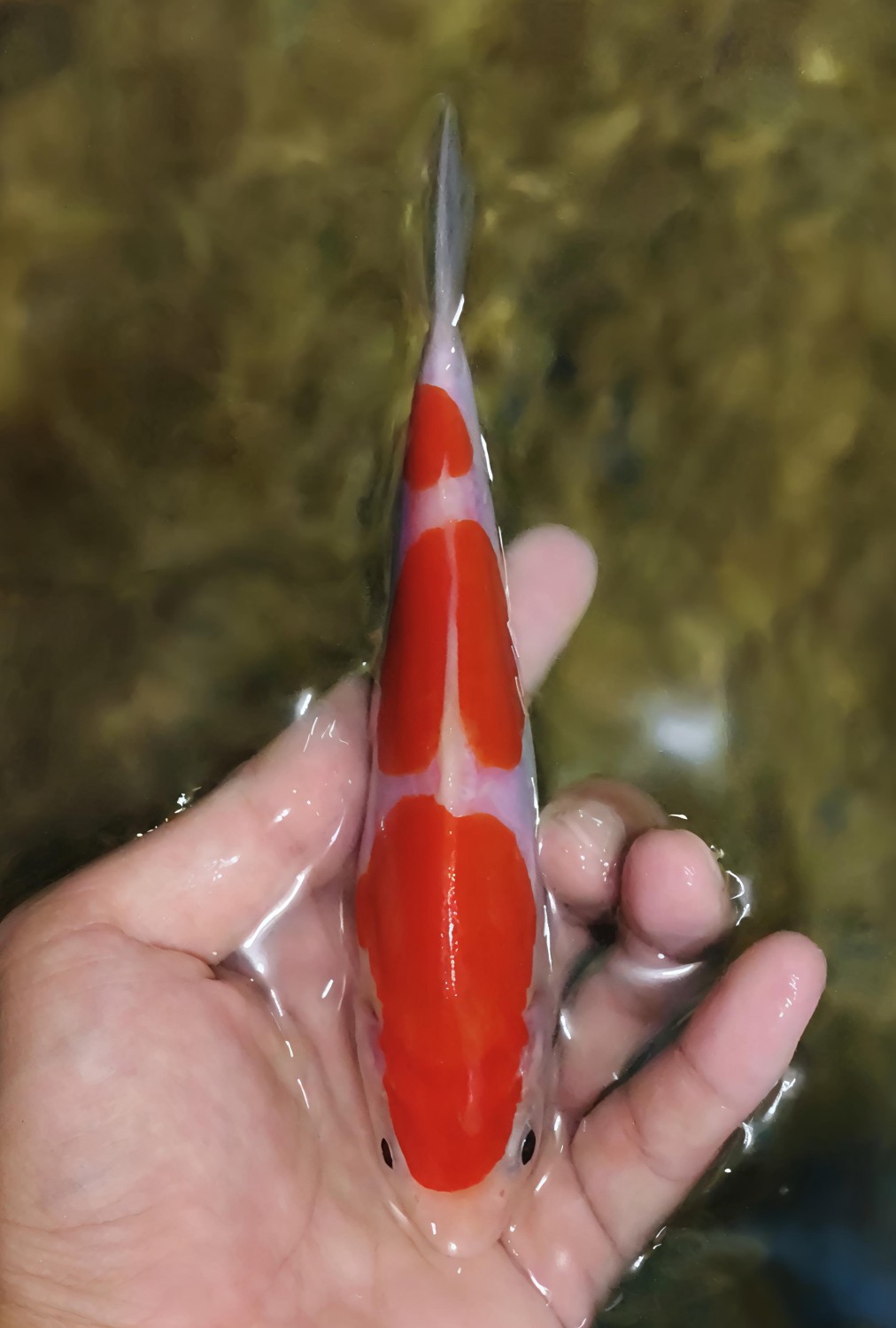 Juara 1