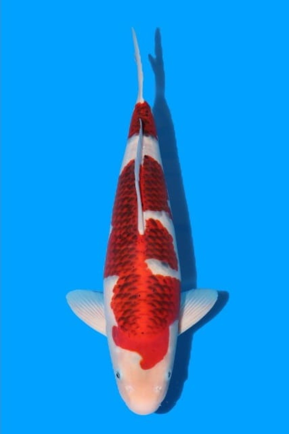 Juara 1