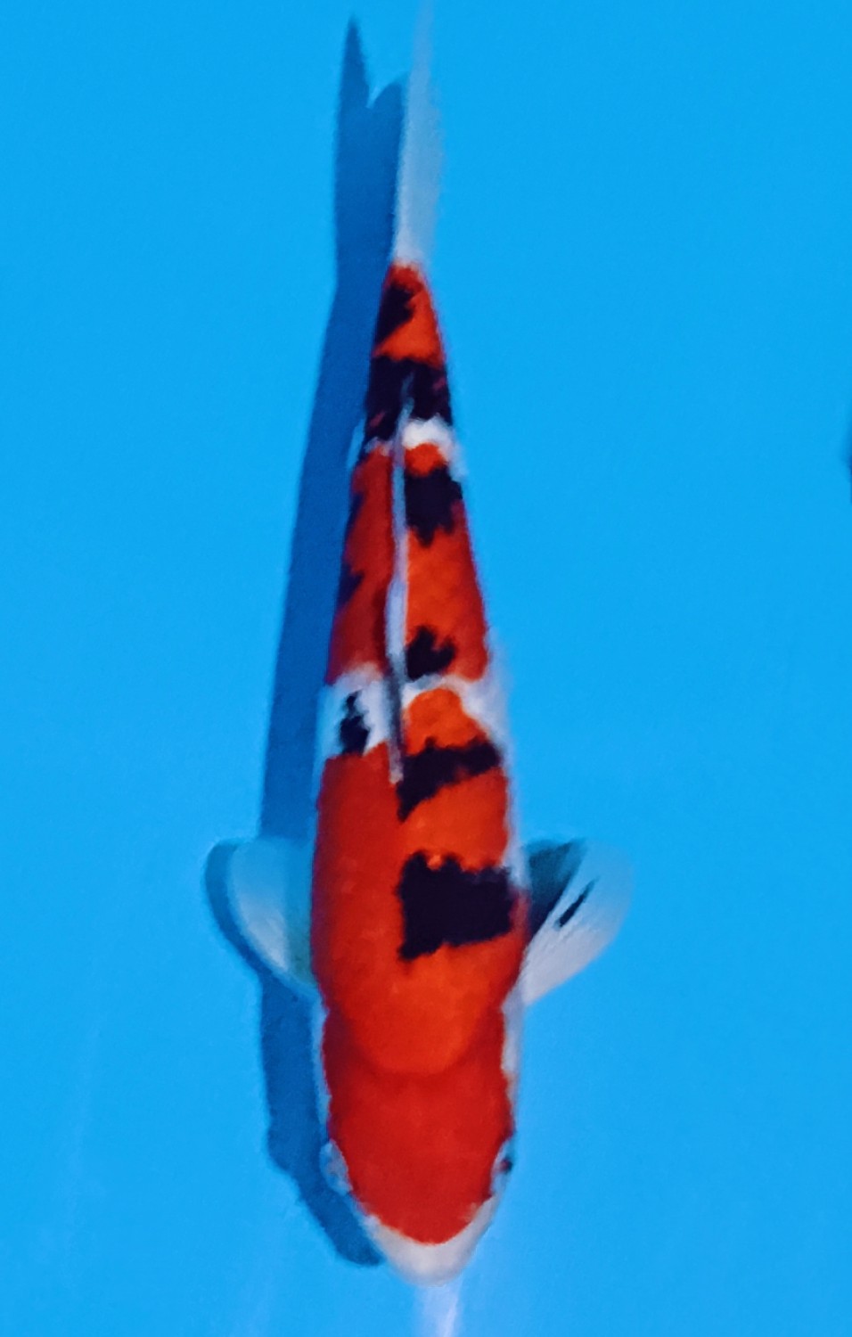 Juara 4