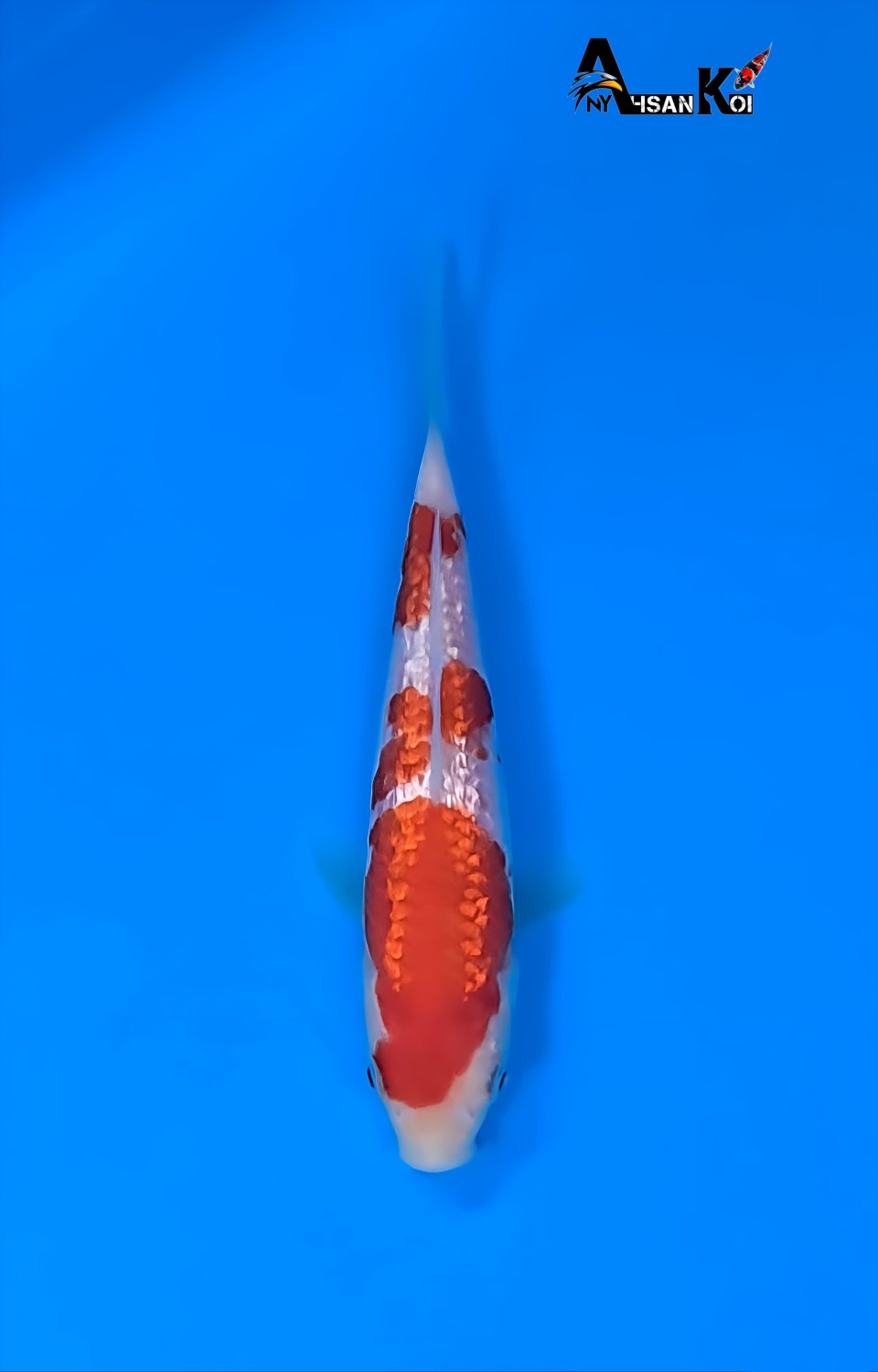 Juara 2
